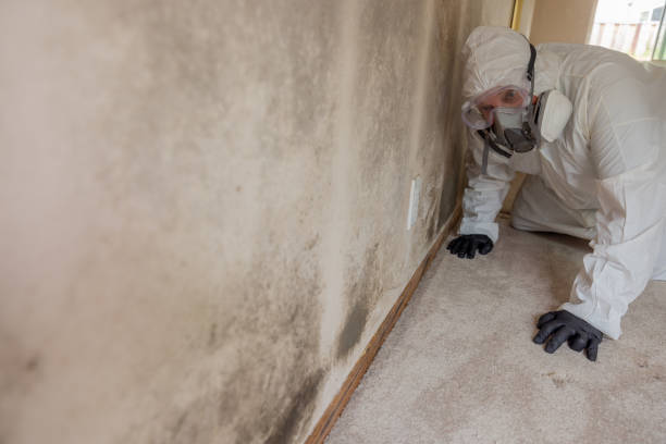 Best Mold Remediation for Healthcare Facilities  in Miller Place, NY